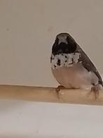 1-0 Witborst rietvink 2025., Dieren en Toebehoren, Vogels | Overige Vogels, Mannelijk