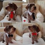 Honden Strik of Stropdas met Kraagje. Vlinderdas, Verzenden, Nieuw