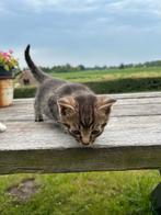 kittens zoeken huisje ter reservatie na zomer vakanti, Meerdere dieren, Kortharig, 0 tot 2 jaar