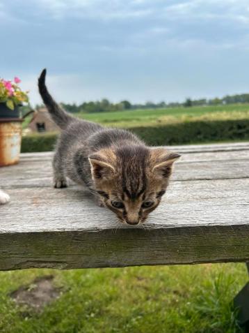 kittens zoeken huisje ter reservatie na zomer vakanti beschikbaar voor biedingen
