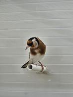 Parva mooie gezonde mannen 2025, Dieren en Toebehoren, Mannelijk