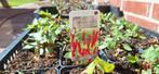 Persicaria amplexicaulis 'Blackfield, Ophalen, Zomer, Overige soorten, Volle zon