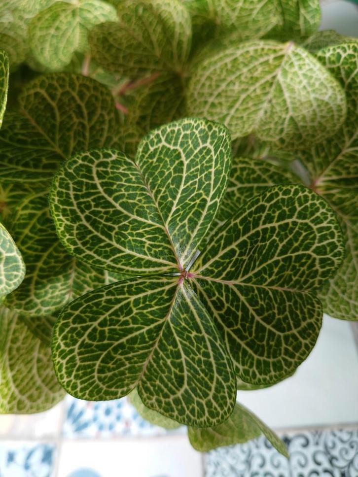 Oxalis corymbosa aureo-reticulata knolletjes €1 per stuk, Tuin en Terras, Bloembollen en Zaden, Knol, Gehele jaar, Halfschaduw