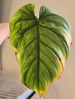 Philodendron sp Colombia stekje, Ophalen of Verzenden, Overige soorten, Minder dan 100 cm
