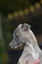 10 WHIPPET pups, fantastisch van karakter, mooi in kleur!, Nederland, Whippet, CDV (hondenziekte), 8 tot 15 weken