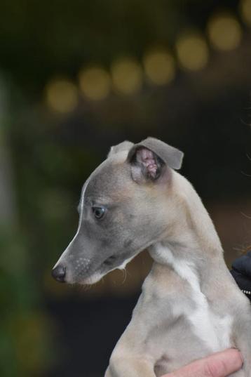 10 WHIPPET pups, fantastisch van karakter, mooi in kleur! beschikbaar voor biedingen