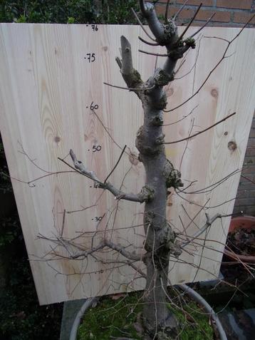 bonsai flinke Zelkova 