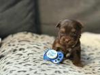 Yorkshire Terrier chocolade puppy, reu, Dieren en Toebehoren, Honden | Jack Russells en Terriërs, Yorkshire Terriër, Fokker | Hobbymatig