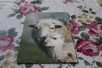 Schapen Postkaart - Schaap met Lammetje, Zwitserland, Verzenden, 1980 tot heden, Gelopen, Overige soorten