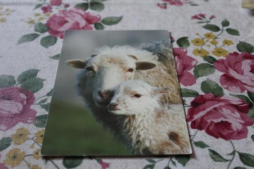 Schapen Postkaart - Schaap met Lammetje, Zwitserland, Verzamelen, Ansichtkaarten | Dieren, Gelopen, 1980 tot heden, Overige soorten
