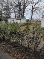 Gezocht Genolia Laurierstruiken, Tuin en Terras, Planten | Struiken en Hagen, Ophalen of Verzenden, Overige soorten, 100 tot 250 cm