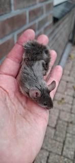 Kleurmuis borstel man, Juli, Mannelijk, Muis
