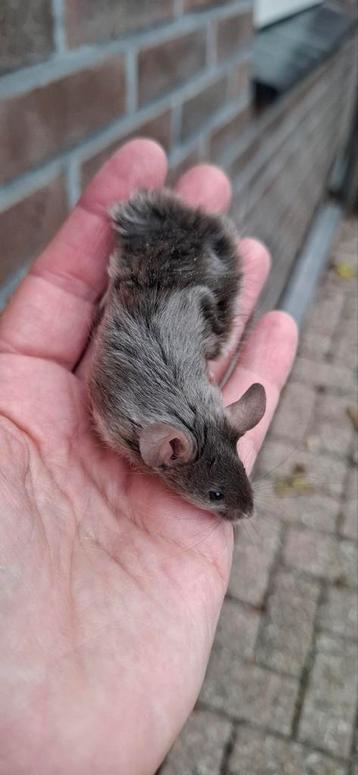 Kleurmuis borstel man beschikbaar voor biedingen