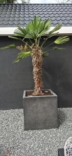 2 palmbomen in grote bak totaal 270 cm hoog, Tuin en Terras, Planten | Bomen, 250 tot 400 cm, Zomer, Palmboom, Ophalen