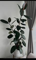 Ficus Robusta plant, Huis en Inrichting, Kamerplanten, Ophalen of Verzenden, Ficus, 150 tot 200 cm