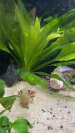 3 axolotls met aquarium, Dieren en Toebehoren, Vis