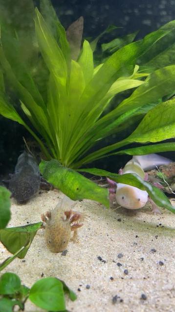 3 axolotls met aquarium beschikbaar voor biedingen