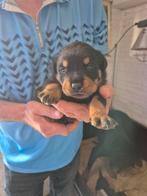 Rottweiler pups, Dieren en Toebehoren, Rabiës (hondsdolheid), Overige rassen, 8 tot 15 weken, Meerdere
