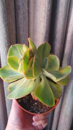 Echeveria Enfant variegata 2 koppig vetplant succulent, Huis en Inrichting, Kamerplanten, Vetplant, Ophalen of Verzenden, In pot