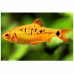 +- 39 Aquarium vissen, Dieren en Toebehoren, Vissen | Aquariumvissen, Vis