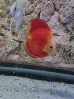 2x Marboro red/red melon discus circa 10/12 cm, Dieren en Toebehoren, Vis