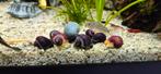 Appelslakken, Dieren en Toebehoren, Vissen | Aquariumvissen, Slak of Weekdier