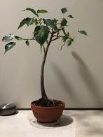 Ficus religiosa Bonsai Starter, Ophalen