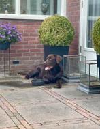 Labrador dekreu met stamboom, Dieren en Toebehoren, Honden | Dekreuen, Particulier, CDV (hondenziekte), Reu, Nederland