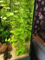 Stekjed Braziliaanse Klimop, Dieren en Toebehoren, Vissen | Aquaria en Toebehoren, Ophalen of Verzenden, Zo goed als nieuw, Plant(en), Steen of Hout