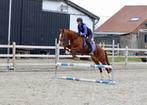 Prachtige allrounder, Dieren en Toebehoren, Paarden, Merrie, Minder dan 160 cm, Zadelmak, 3 tot 6 jaar