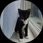 Gratis op te halen: kittens, 2 katers en 1 poes!, Dieren en Toebehoren, Katten en Kittens | Overige Katten, Meerdere dieren, Kortharig