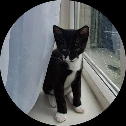 Gratis op te halen: kittens, 2 katers en 1 poes!, Dieren en Toebehoren, Katten en Kittens | Overige Katten, Kortharig, Meerdere dieren