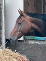 16 jarige ruin te koop, Dieren en Toebehoren, Paarden, Met stamboom, Springpaard, Ruin, Niet van toepassing