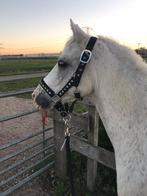 Verzorgster gezocht, Dieren en Toebehoren, Ophalen