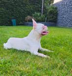 🥰Bijzondere kleur: Pink, Franse bulldog dekreu Charlie🥰, Dieren en Toebehoren, Honden | Dekreuen, Particulier, Rabiës (hondsdolheid)