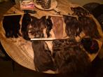Hairextensions + Accessoires - Alles in 1!, Ophalen of Verzenden, Nieuw, Pruik of Haarverlenging
