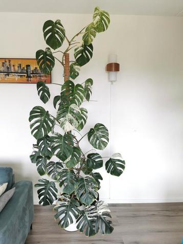 Zeer grote Monstera Deliciosa variegata ruim 2 meter hoog. beschikbaar voor biedingen
