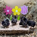 Jonge tamme Amrock kriel kuikens gesekst en ingeënt, Dieren en Toebehoren, Pluimvee, Vrouwelijk, Kip
