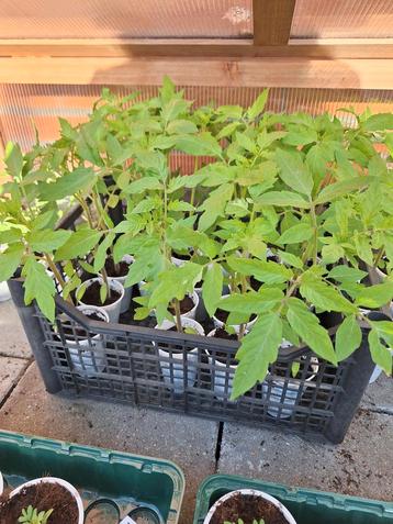 Mooie TOMATEN 🍅🍅  PLANTEN  beschikbaar voor biedingen