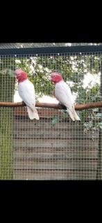 Gezocht Rose kaketoe pop, Dieren en Toebehoren, Vogels | Parkieten en Papegaaien, Vrouwelijk, Papegaai, Geringd