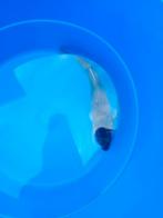 Mooie  koi, Dieren en Toebehoren, Vissen | Vijvervissen, Karper of Koi