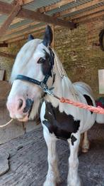 Tinker merrie te koop, Dieren en Toebehoren, Pony's, Merrie, Recreatiepony