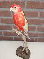 Prachtige nieuw opgezette rode pracht rosella, Ophalen of Verzenden, Nieuw, Vogel, Opgezet dier