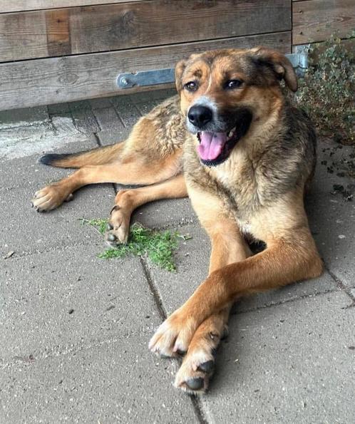 Scarlett, medium kruising teef gest 3 jaar, Dieren en Toebehoren, Honden | Niet-rashonden, Middel, Teef, Particulier, Eén hond