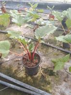 Rabarber planten, Ophalen, Zomer, Volle zon, Overige soorten