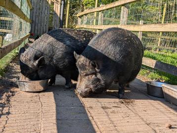 Varkens  beschikbaar voor biedingen