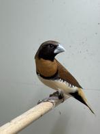 Bruinborstrietvinken, Meerdere dieren, Tropenvogel