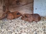 2 cavia zeugjes, Cavia, Juli, Vrouwelijk, Tam