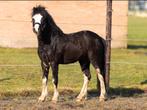 Aparte zwarte welsh A hengst van 3 jaar, Dieren en Toebehoren, Pony's, Met stamboom, Hengst, A pony (tot 1.17m), 3 tot 6 jaar