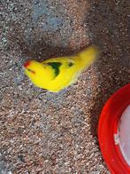 Jonge kakariki's, Dieren en Toebehoren, Vogels | Parkieten en Papegaaien, Meerdere dieren, Parkiet, Geringd